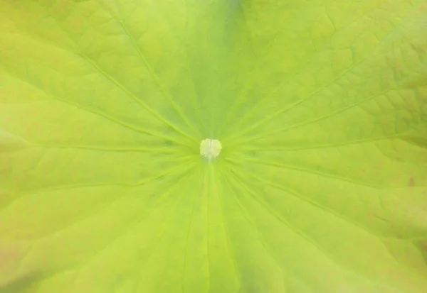 Büyük Yeşil Nilüfer Yaprağı Dokusu Arkaplanı — Stok fotoğraf