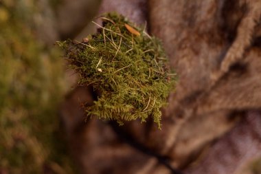 Yeşil yosun, doğal malzeme.