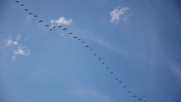 Troupeau Oiseaux Migrateurs Vole Travers Ciel Bleu — Video