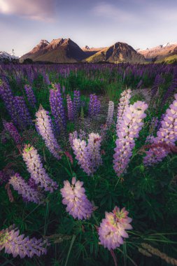 Çiçek açan Lupine çiçekleri, Güney Adası, Yeni Zelanda
