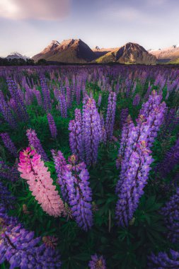 Çiçek açan Lupine çiçekleri, Güney Adası, Yeni Zelanda