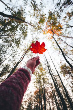Sabah güneşinde şaşırtıcı sonbahar ormanı
