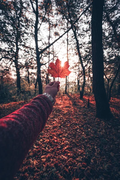 Amazing Autumn Forest Morning Sunlight — Stock Photo, Image