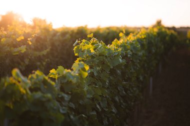 Güney Moravya 'da bir üzüm bağında gün batımı, Çek Cumhuriyeti