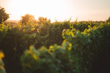 Güney Moravya 'da bir üzüm bağında gün batımı, Çek Cumhuriyeti