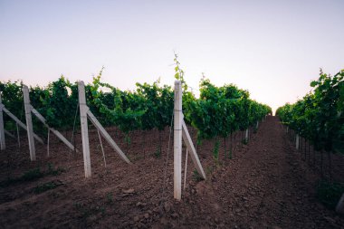 Güney Moravya 'da bir üzüm bağında gün batımı, Çek Cumhuriyeti