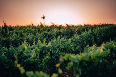 Güney Moravya 'da bir üzüm bağında gün batımı, Çek Cumhuriyeti