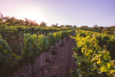Güney Moravya 'da bir üzüm bağında gün batımı, Çek Cumhuriyeti
