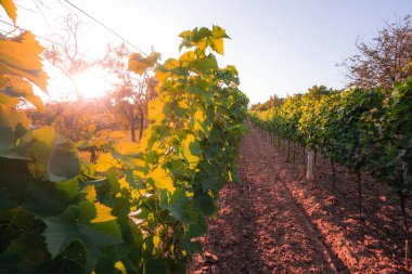 Güney Moravya 'da bir üzüm bağında gün batımı, Çek Cumhuriyeti