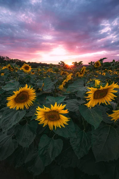 Campo Girasol Verano Atardecer República Checa —  Fotos de Stock