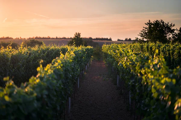 Pôr Sol Uma Vinha Morávia Sul República Checa — Fotografia de Stock