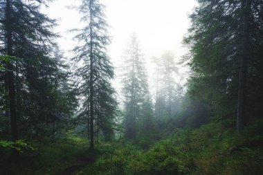 Yazın Avusturya 'da ünlü Plansee.