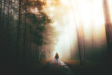 Orman sabah sisli güneşte