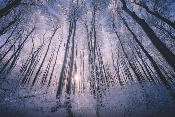 Floresta Manhã Uma Névoa Sol — Fotografia de Stock