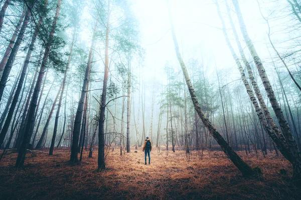 Ліс Вранці Тумані Сонці — стокове фото