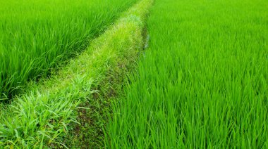Asya'da pirinç alan.