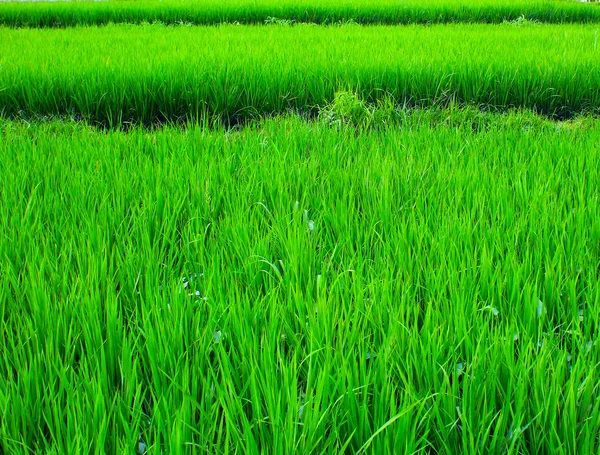 Cosecha de arroz en las terrazas de arroz . —  Fotos de Stock