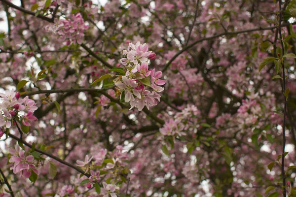 Le printemps. Les arbres fleurissent. Floraison des arbres au printemps . — Photo