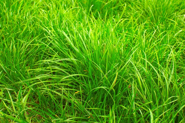 Zielona trawa wiosną. — Zdjęcie stockowe