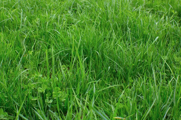 Hierba verde. Hermoso fondo verde — Foto de Stock