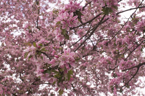 A virágzás a cseresznye virágok. — Stock Fotó
