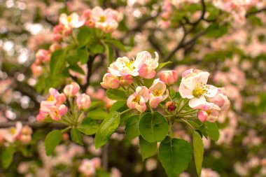 Tuğla duvar. Tuğla duvar.