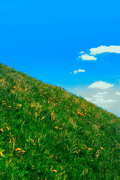 Hierba verde, cielo y dientes de león . — Foto de Stock