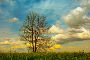 Ağaç, bulutlar, çim.