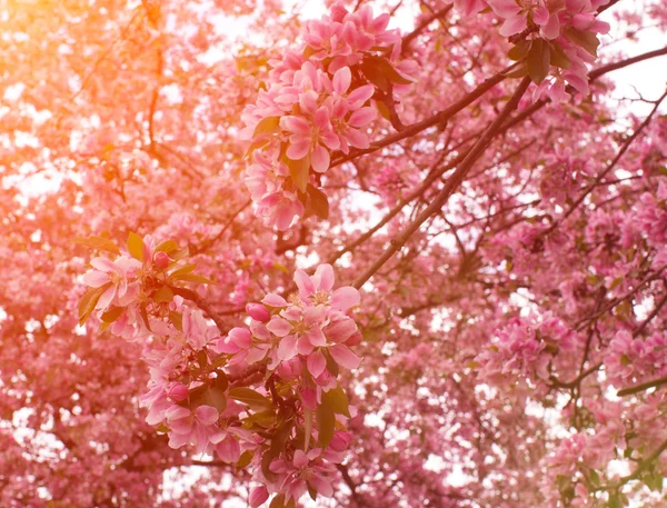 El florecimiento de las flores de cerezo . — Foto de Stock