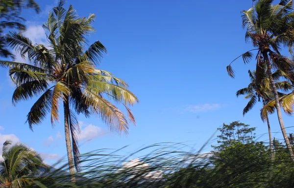 Балийские пальмы против неба . — стоковое фото