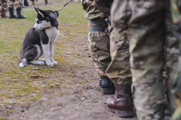 Husky štěně u vojáků — Stock fotografie