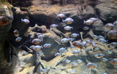 birçok sualtı yaratıklar