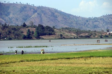 Vietnam 'daki pirinç tarlası