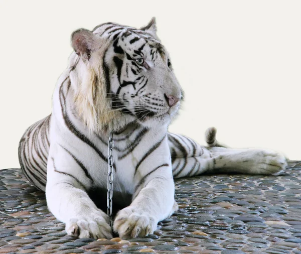 White Tiger — Stock Photo, Image