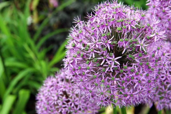 Paarse paardebloemen — Stockfoto