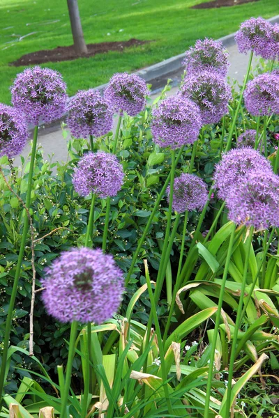 purple dandelions