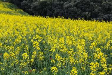 Arkasında ağaçlar olan sarı çiçek tarlaları.