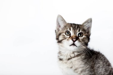 Beyaz arka planda küçük kedi yavrusuna bakıyorum.