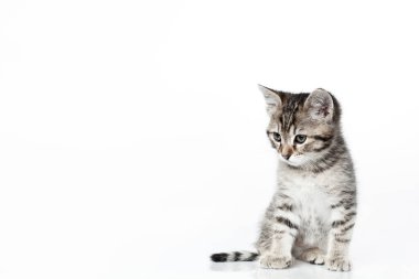 Beyaz arka planda küçük kedi yavrusuna bakıyorum.