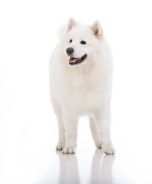 Una Imagen Estudio Perro Raza Blanca Pura Pie Mirando Lado — Foto de Stock