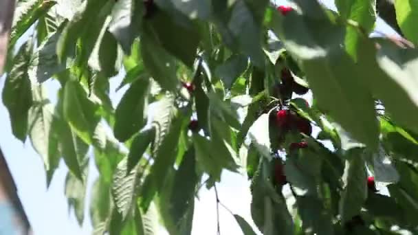 Rijpe kersen plukken — Stockvideo