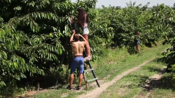 Picking ripe cherry — Stock Video