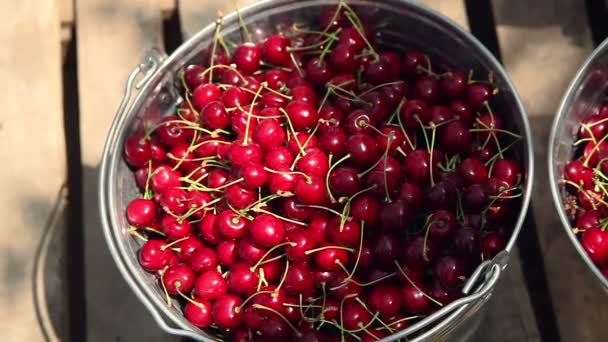 Cerezas en un cubo. recoger cereza madura — Vídeos de Stock