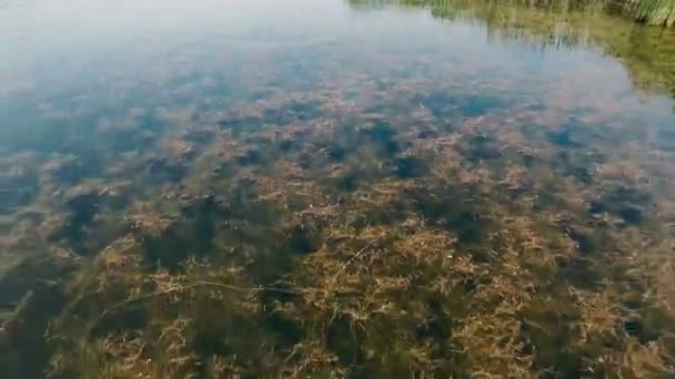 AÉRIAL : Une petite rivière. Vue d'en haut. Drones volants . — Video