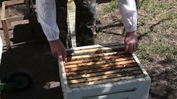 Apicultura. Las abejas de trabajo en el panal con miel dulce . — Vídeo de stock