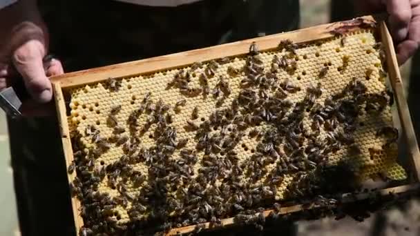 Imkerei. Arbeitsbienen auf der Wabe mit süßem Honig.