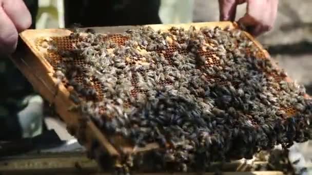 L'apiculture. Abeilles de travail sur le nid d'abeille avec du miel doux . — Video