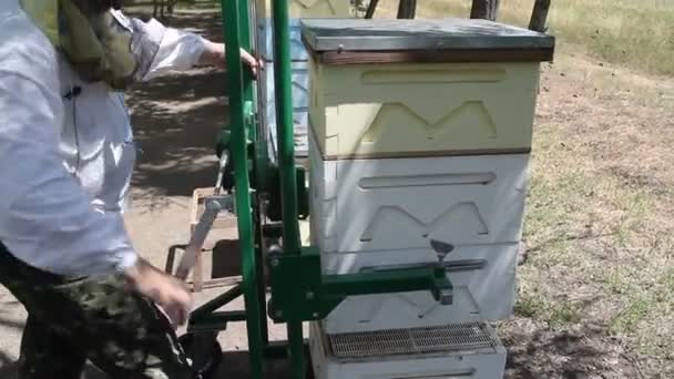 Biodling. Arbetande bina på honeycomb med söt honung. — Stockvideo