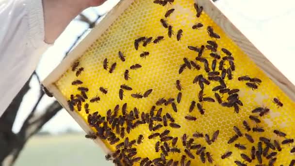 Beekeeping. Working bees on the honeycomb with sweet honey. — Stock Video