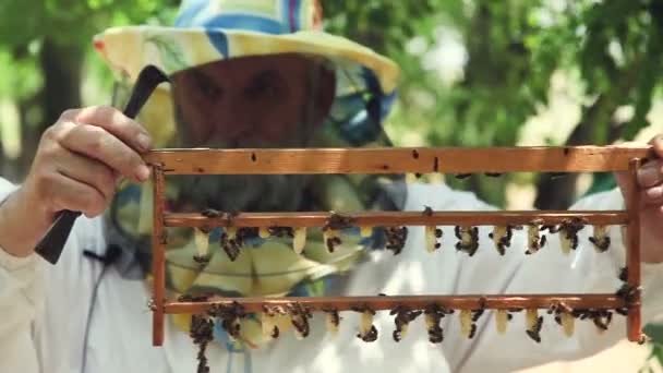 Kraliçe Arı yetiştiriciliği. Kapaklar arı Kraliçe üretmek için balmumu. — Stok video
